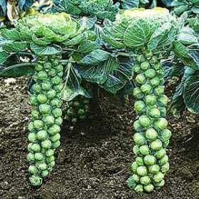 Brussel Sprouts