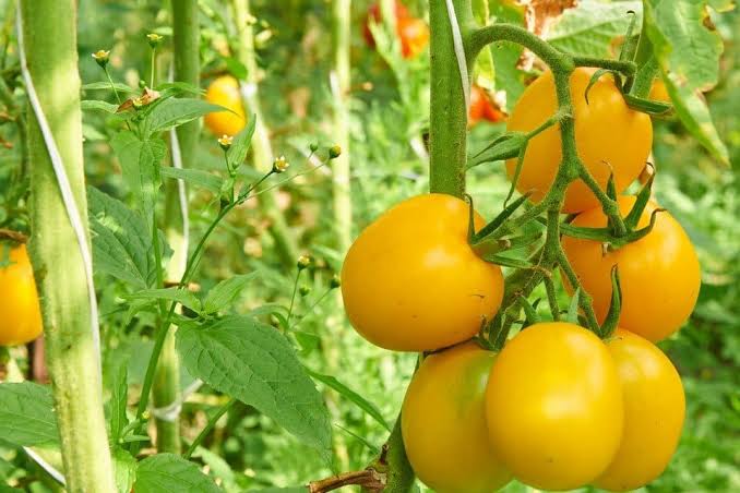 Tomato - Organic Jubilee
