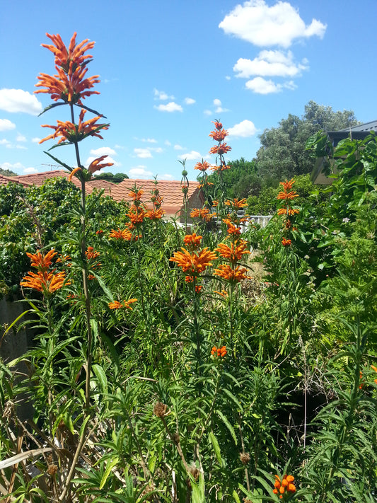 Lions Tail (Wild Dagga) Herbal Remedy