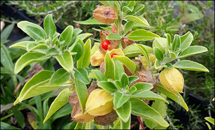 Ashwagandha Herbal Remedy