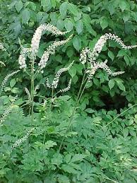 Black Cohosh - Certified Organic