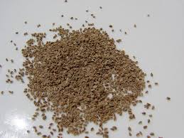 Celery Seed Herbal Remedy