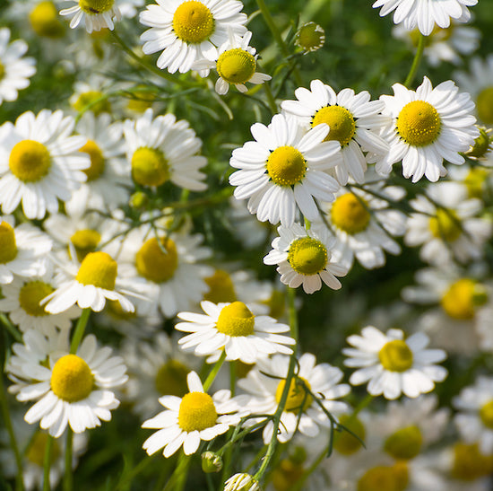 Herbal Electuary Organic - Stress Less