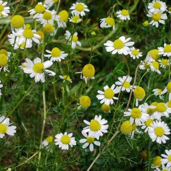 Chamomile - Certified Organic