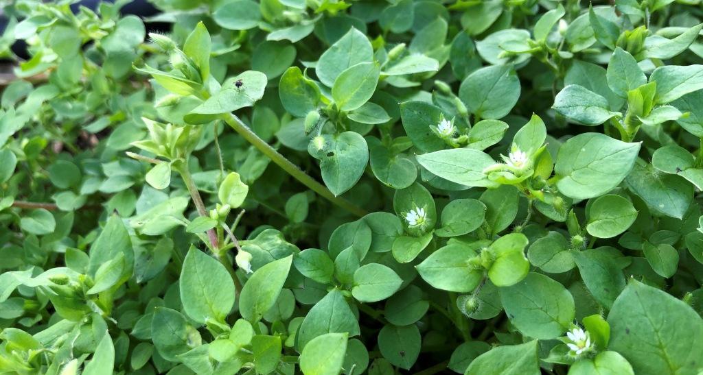 Chickweed Herbal Remedy