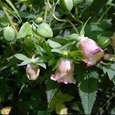 Codonopsis Root - Certified Organic