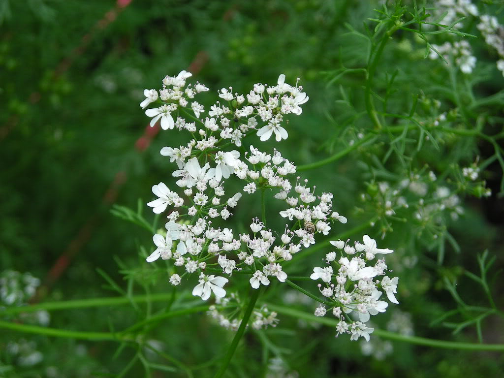 Coriander leaf - Certified Organic