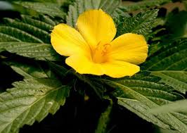 Damiana - Certified Organic