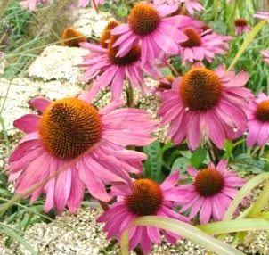 Echinacea (Purpurea) Arial - Certified Organic