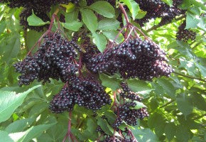 Elderberries - Certified Organic