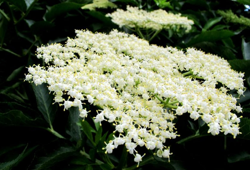 Elderflowers - Certified Organic