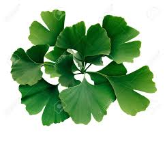 Gingko Bilopa - Certified Organic