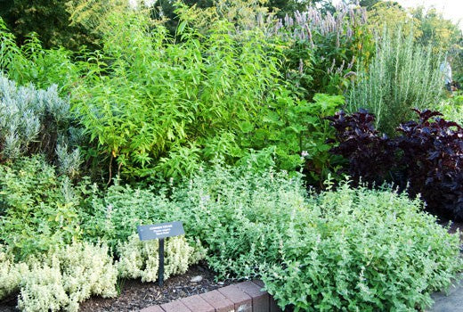 Herb Garden Design