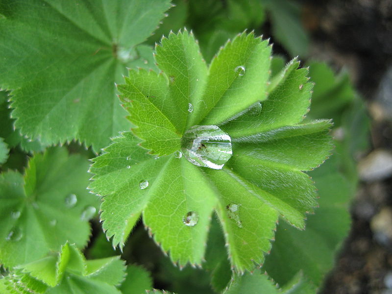 Ladies Mantle - Certified Organic