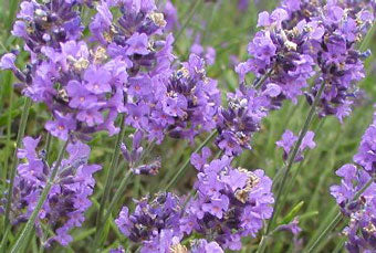 Lavender Flowers - Certified Organic