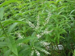Lemon Verbena - Glycetract