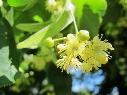 Linden Flowers - Certified Organic