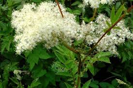 Meadowsweet Herbal Remedy