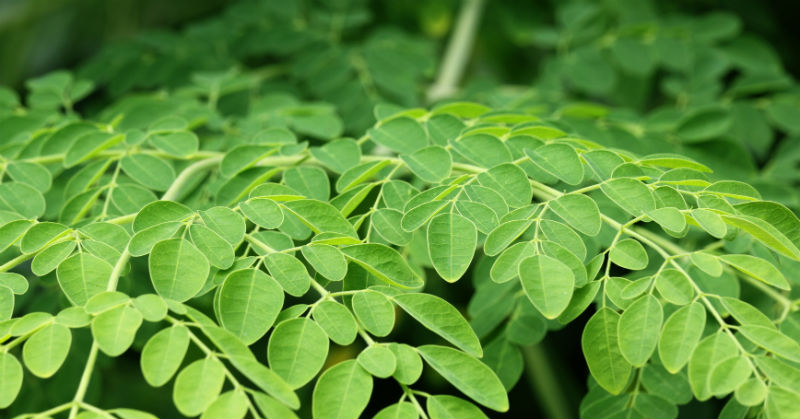 Moringa Herbal Remedy