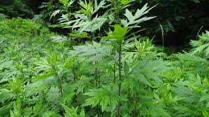 Mugwort - Certified Organic