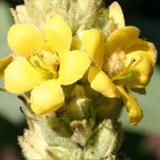 Mullein Flower - Certified Organic