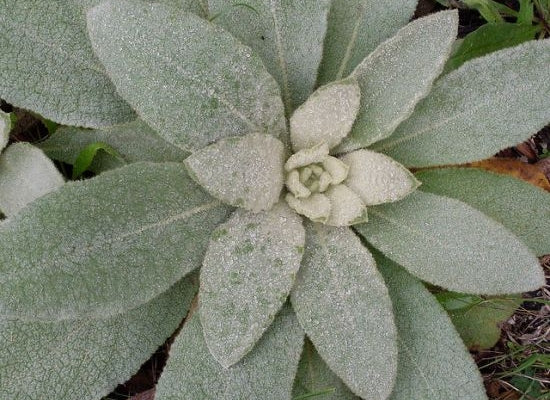 Mullein Herbal Remeby