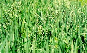 Oat Straw - Certified Organic