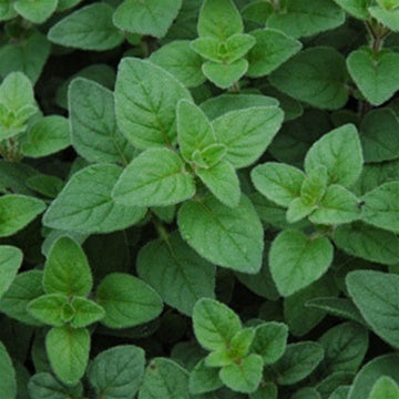 Oregano - Certified Organic