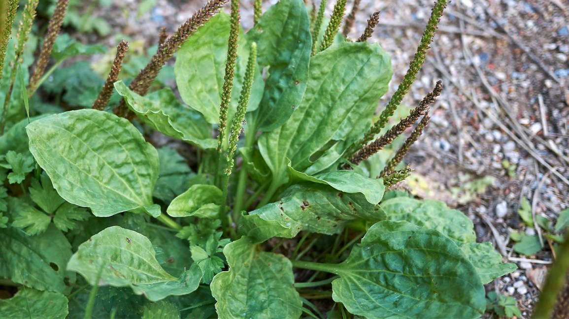 Plantain - Glycetract