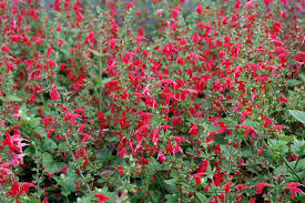Red Sage
