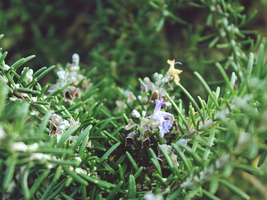 Rosemary - Certified Organic