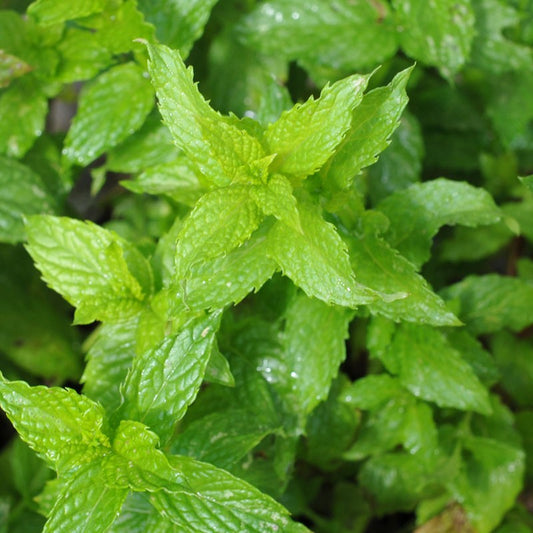 Spearmint - Certified Organic