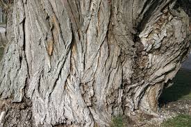 Willow Bark - Certified Organic