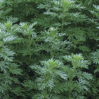 Wormwood - Certified Organic