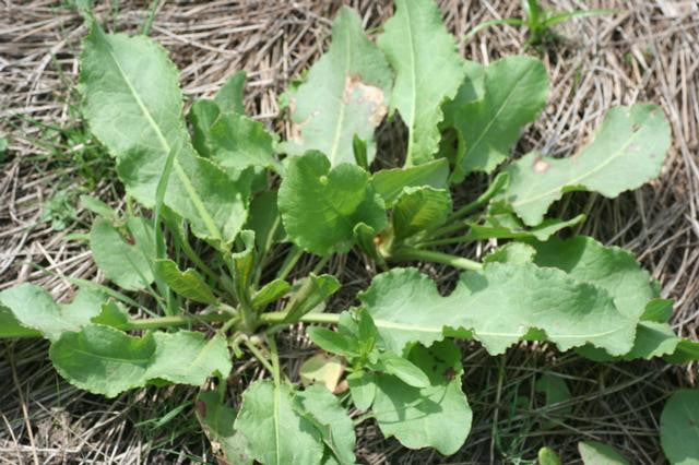 Yellow Dock - Certified Organic