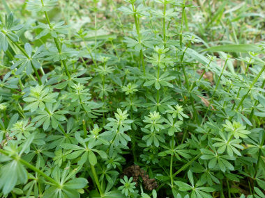 Cleavers - Certified Organic
