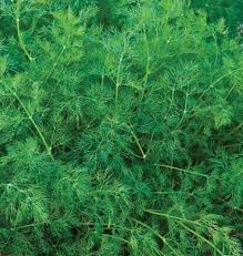 Dill Herbal Remedy