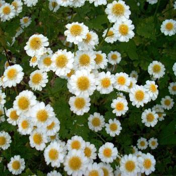 Feverfew - Certified Organic