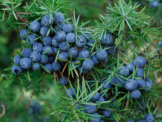 Juniper Berries - Certified Organic