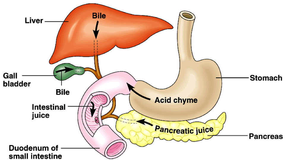 Understanding Bile and its importance