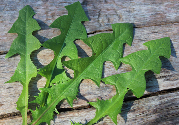 The Power of Bitter Herbs: Why Your Digestion Needs Them – Oak Tree ...