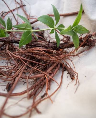 The Red Thread of Detoxification: Unlocking the Power of Indian Madder