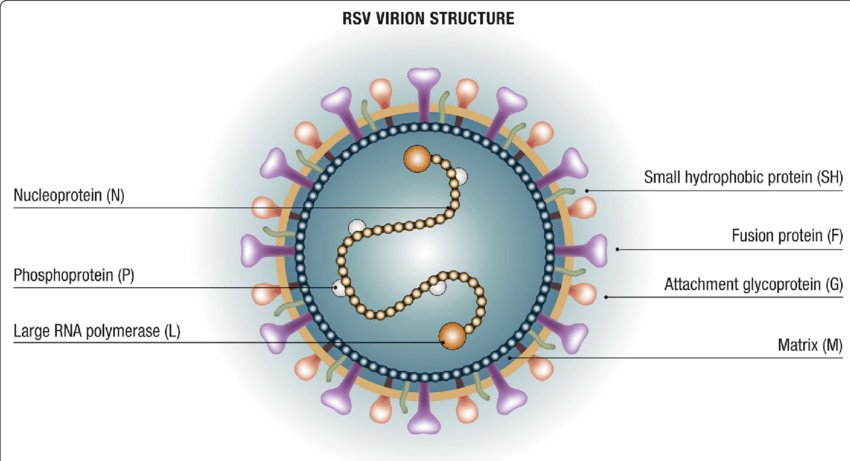 Understanding RSV and How to Protect Your Family Naturally