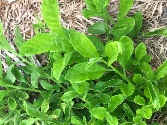 Sambung aka "Longevity Spinach"