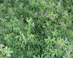 Alfalfa Herbal Remedy