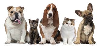 Behavioural Problems - Pet medicine
