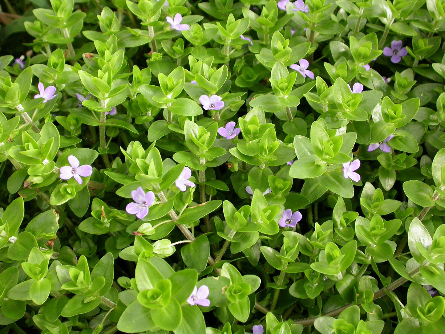 Bacopa Herbal Remedy