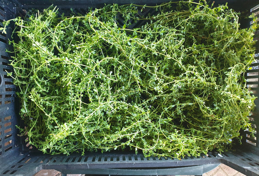 Bacopa Loose leaf Tea - Certified Organic