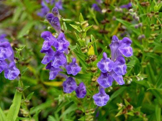 Bacial Skullcap
