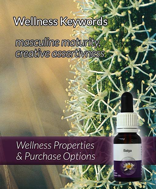 Focus blend Flower Essence for ADHD Oak Tree Herbal Clinic